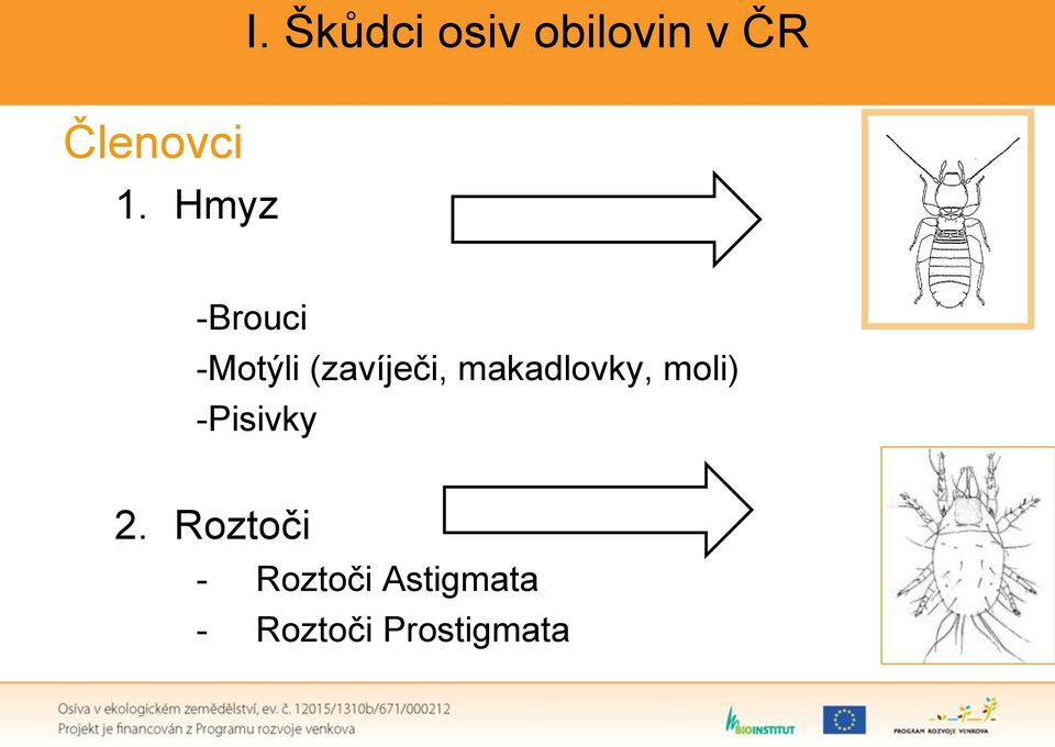 -Motýli (zavíječi, makadlovky, moli)