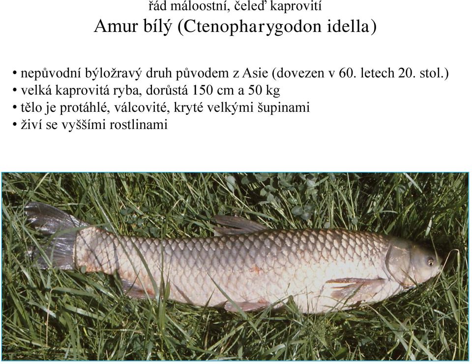 stol.) velká kaprovitá ryba, dorůstá 150 cm a 50 kg tělo je