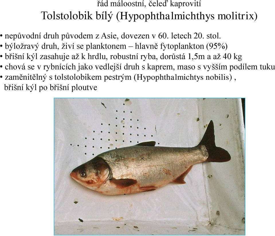 býložravý druh, živí se planktonem hlavně fytoplankton (95%) břišní kýl zasahuje až k hrdlu, robustní ryba,