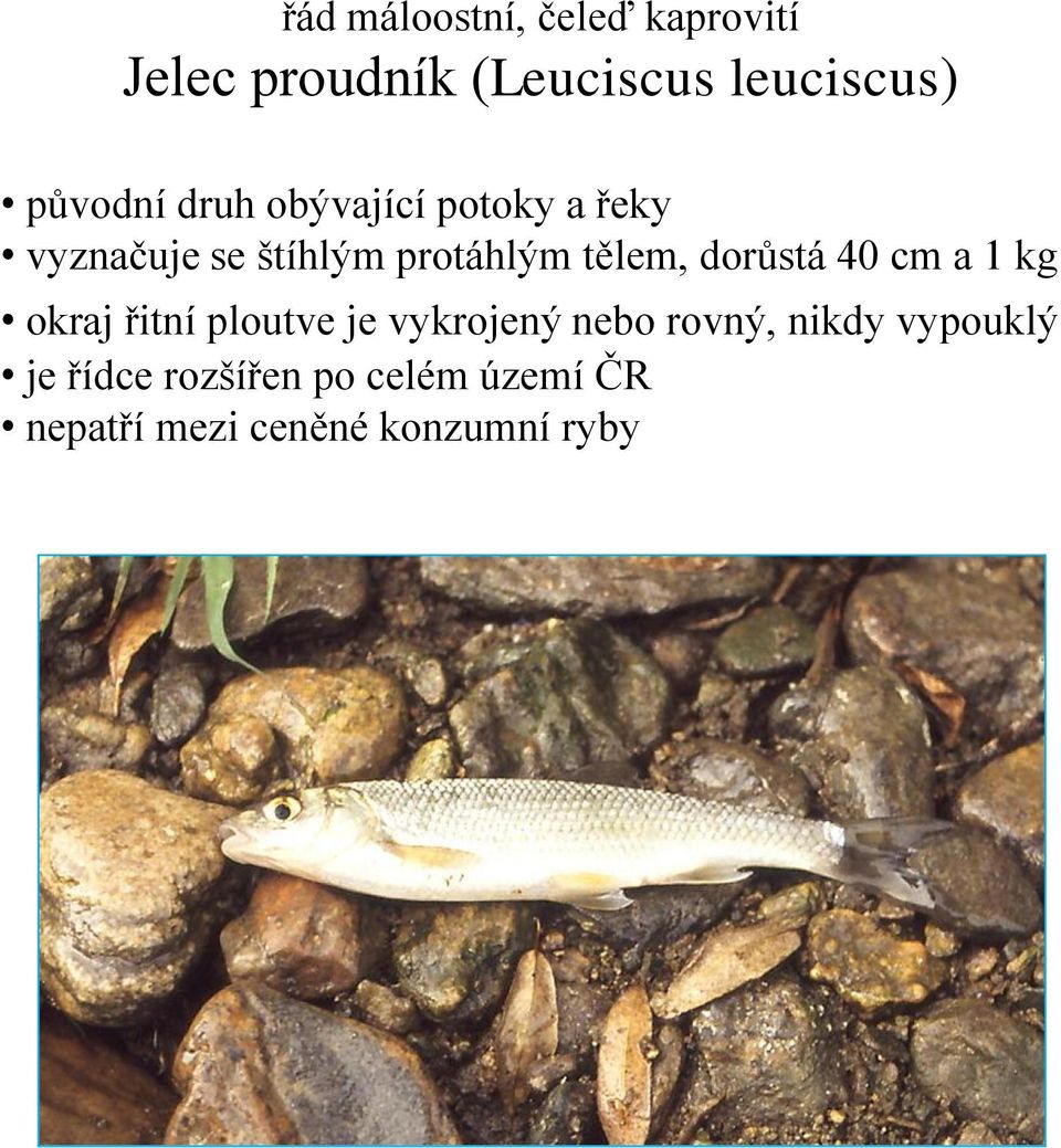 tělem, dorůstá 40 cm a 1 kg okraj řitní ploutve je vykrojený nebo rovný,