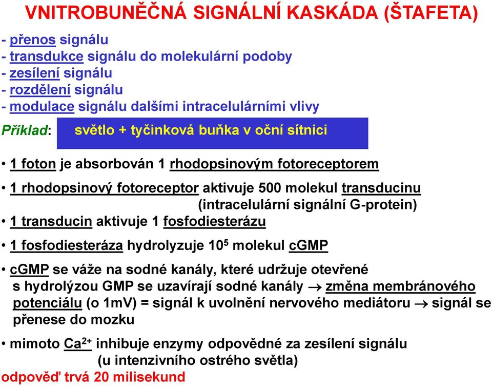 signální G-protein) 1 transducin aktivuje 1 fosfodiesterázu 1 fosfodiesteráza hydrolyzuje 10 5 molekul cgmp cgmp se váže na sodné kanály, které udržuje otevřené s hydrolýzou GMP se uzavírají sodné