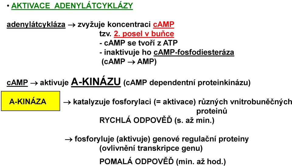 (camp dependentní proteinkinázu) A-KINÁZA katalyzuje fosforylaci (= aktivace) různých vnitrobuněčných