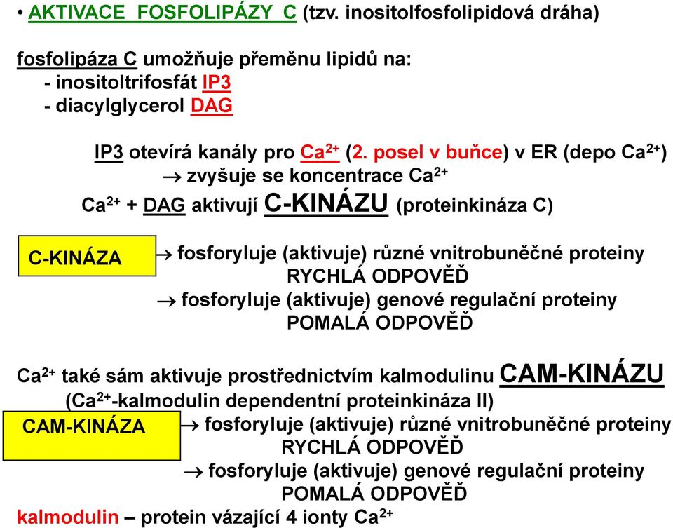 ODPOVĚĎ fosforyluje (aktivuje) genové regulační proteiny POMALÁ ODPOVĚĎ Ca 2+ také sám aktivuje prostřednictvím kalmodulinu CAM-KINÁZU (Ca 2+ -kalmodulin dependentní proteinkináza II)