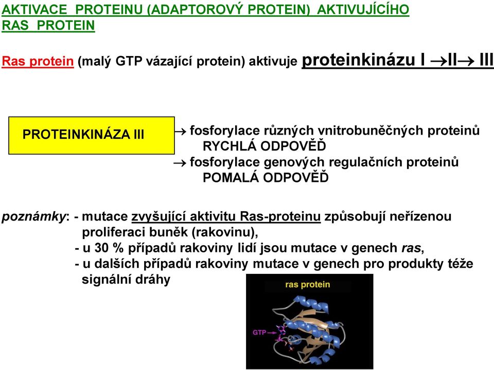 proteinů POMALÁ ODPOVĚĎ poznámky: - mutace zvyšující aktivitu Ras-proteinu způsobují neřízenou proliferaci buněk (rakovinu), -