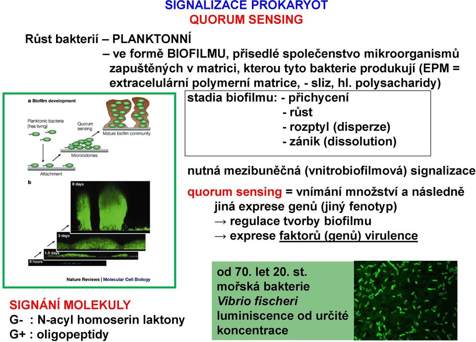 polysacharidy) stadia biofilmu: - přichycení - růst - rozptyl (disperze) - zánik (dissolution) nutná mezibuněčná (vnitrobiofilmová) signalizace quorum sensing =