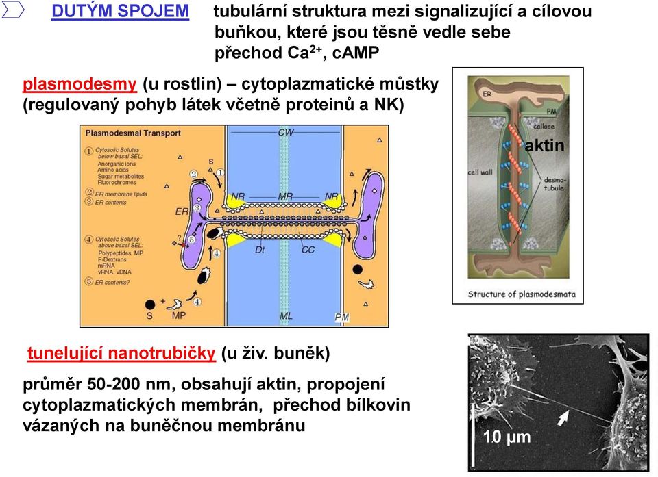 včetně proteinů a NK) aktin tunelující nanotrubičky (u živ.