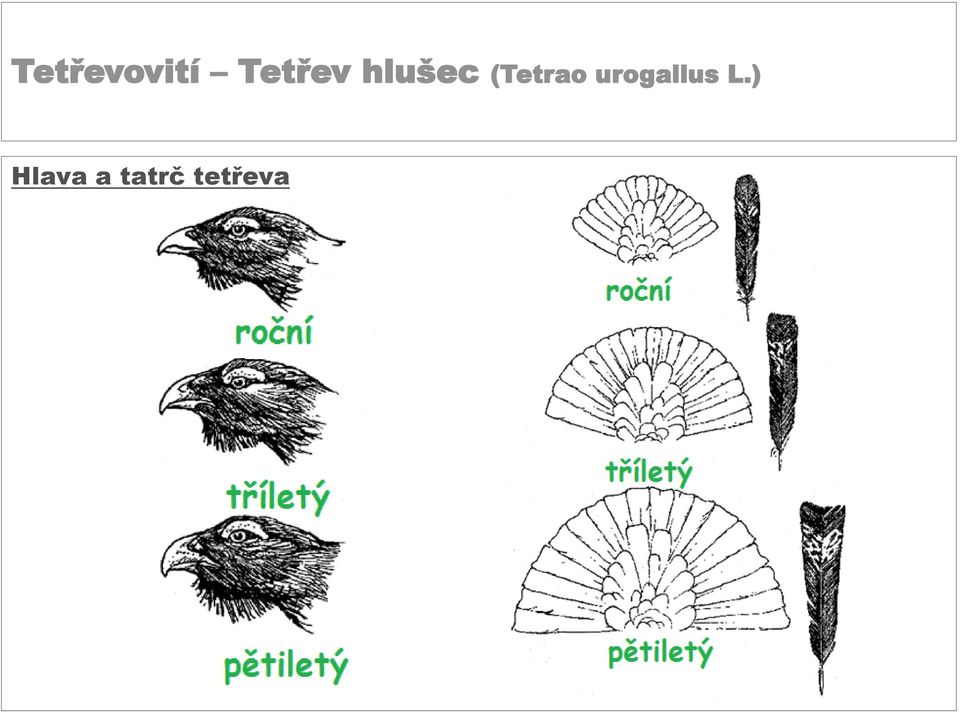 (Tetrao urogallus