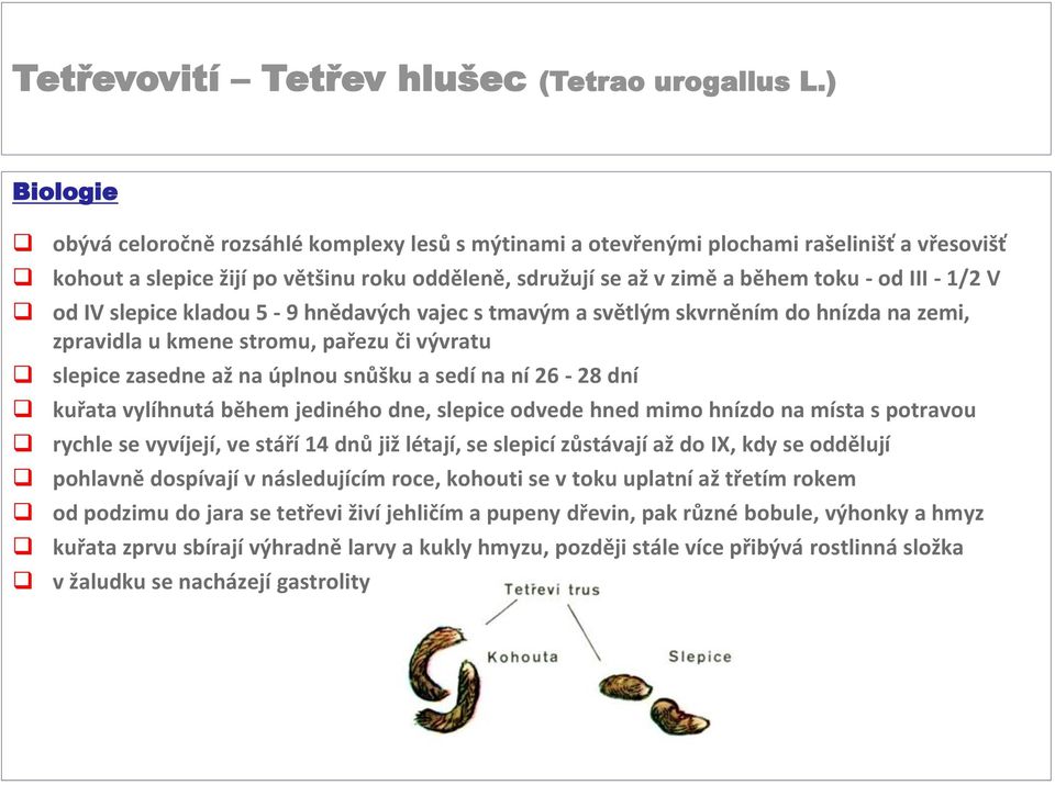 1/2 V od IV slepice kladou 5-9 hnědavých vajec s tmavým a světlým skvrněním do hnízda na zemi, zpravidla u kmene stromu, pařezu či vývratu slepice zasedne až na úplnou snůšku a sedí na ní 26-28 dní