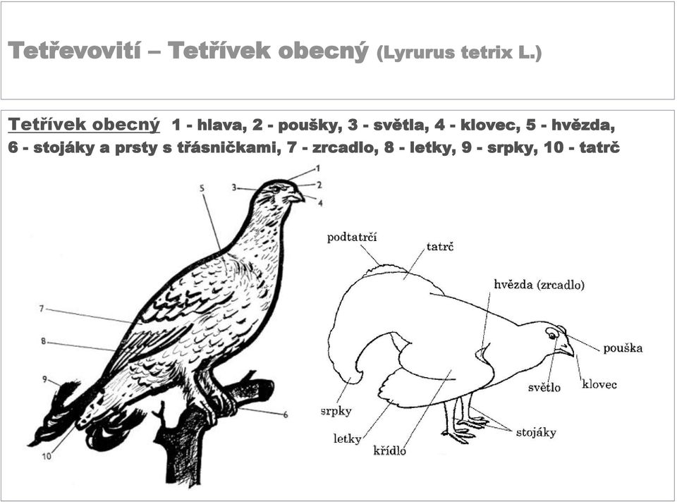 světla, 4 - klovec, 5 - hvězda, 6 - stojáky a