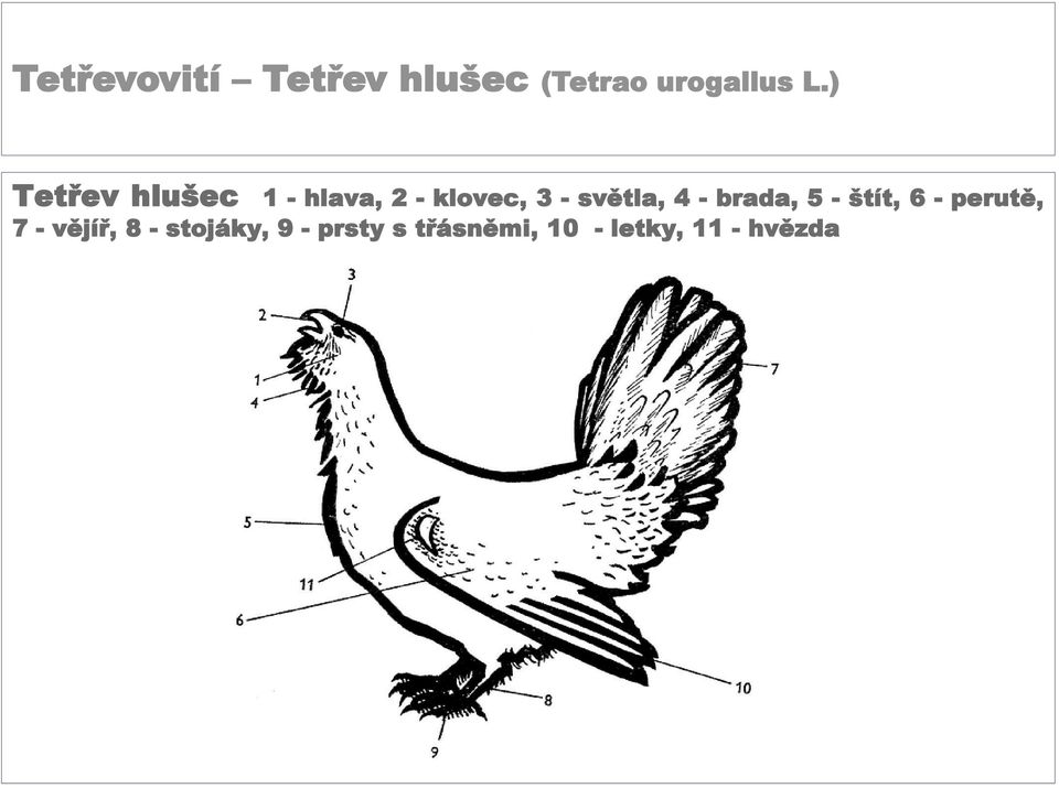 světla, 4 - brada, 5 - štít, 6 - perutě, 7 -