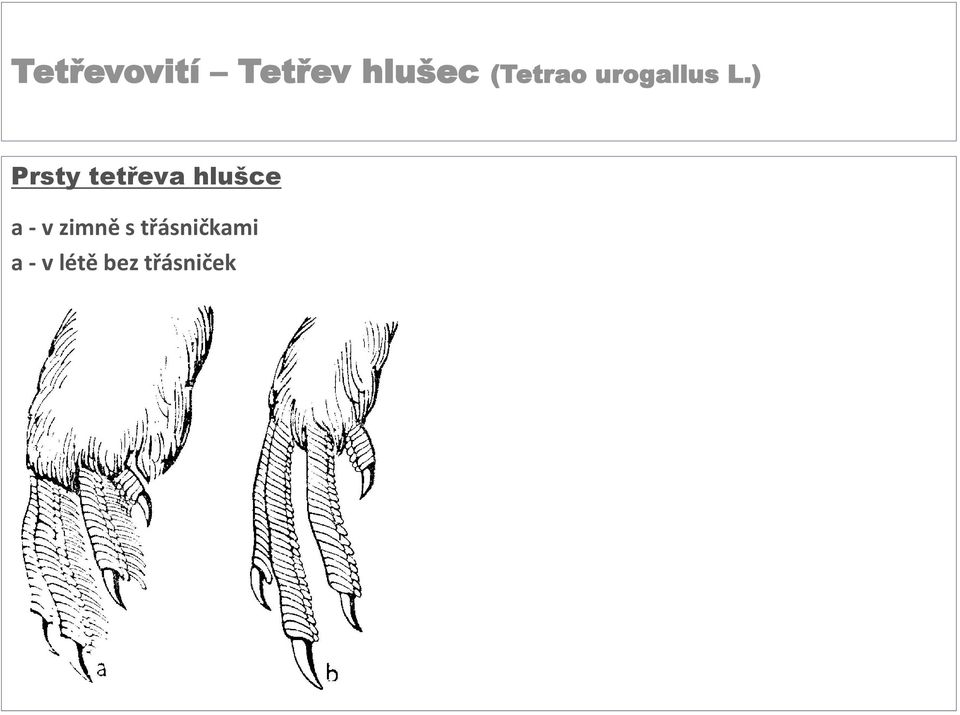 ) Prsty tetřeva hlušce a - v