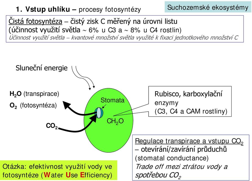 O 2 (fotosyntéza) CO 2 Stomata CH 2 O Rubisco, karboxylační enzymy (C3, C4 a CAM rostliny) Otázka: efektivnost využití vody ve fotosyntéze (Water