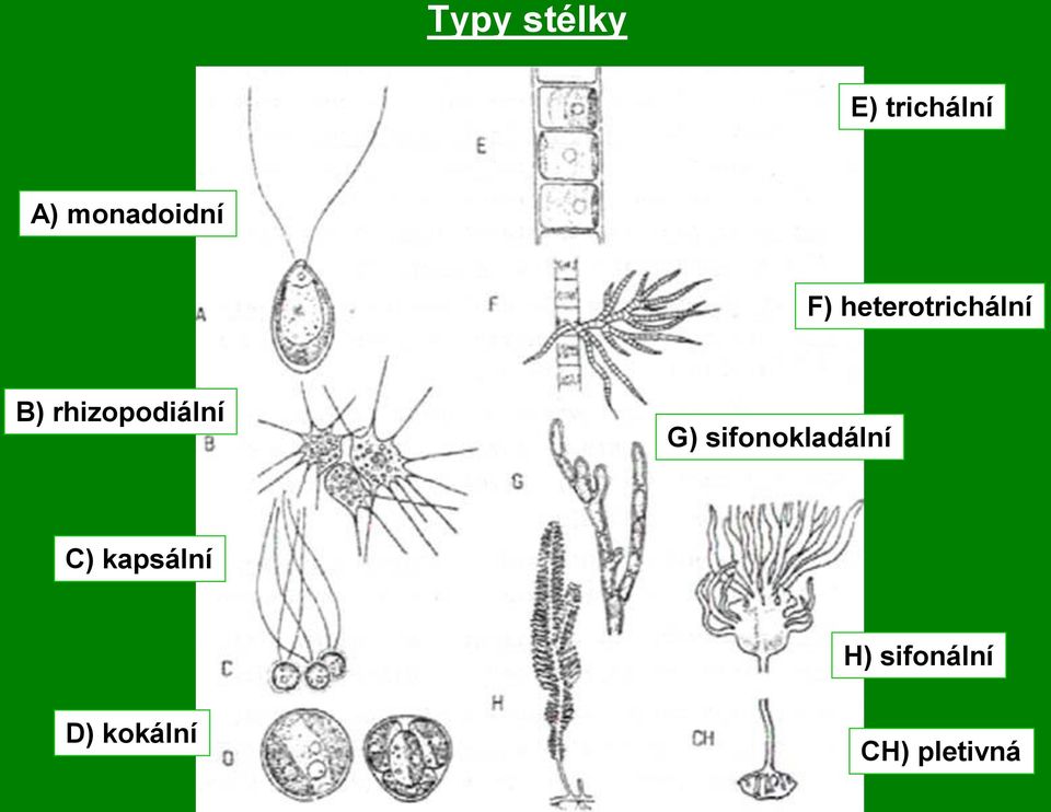 rhizopodiální G) sifonokladální C)