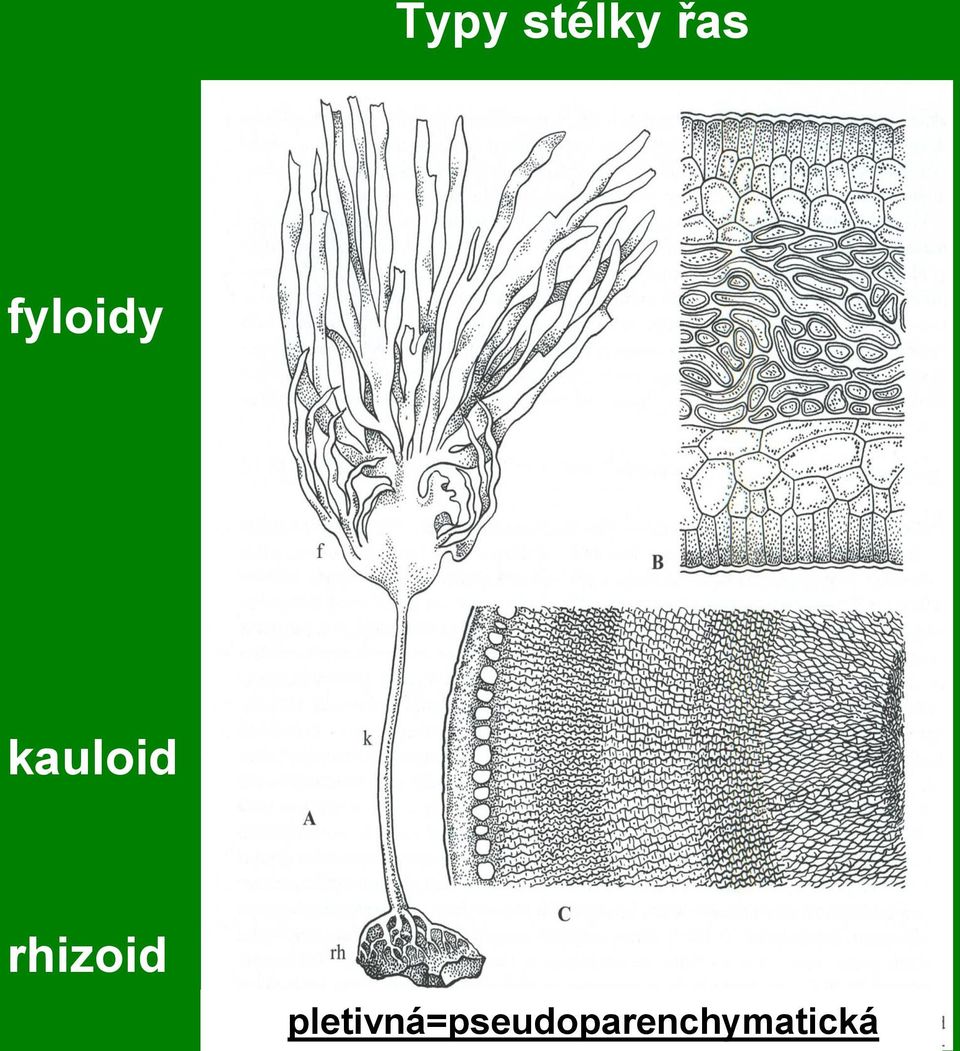 rhizoid