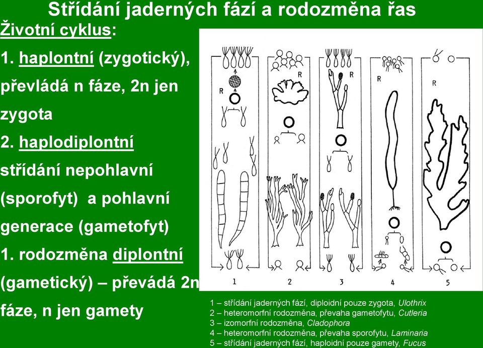 rodozměna diplontní (gametický) převádá 2n fáze, n jen gamety 1 střídání jaderných fází, diploidní pouze zygota, Ulothrix 2