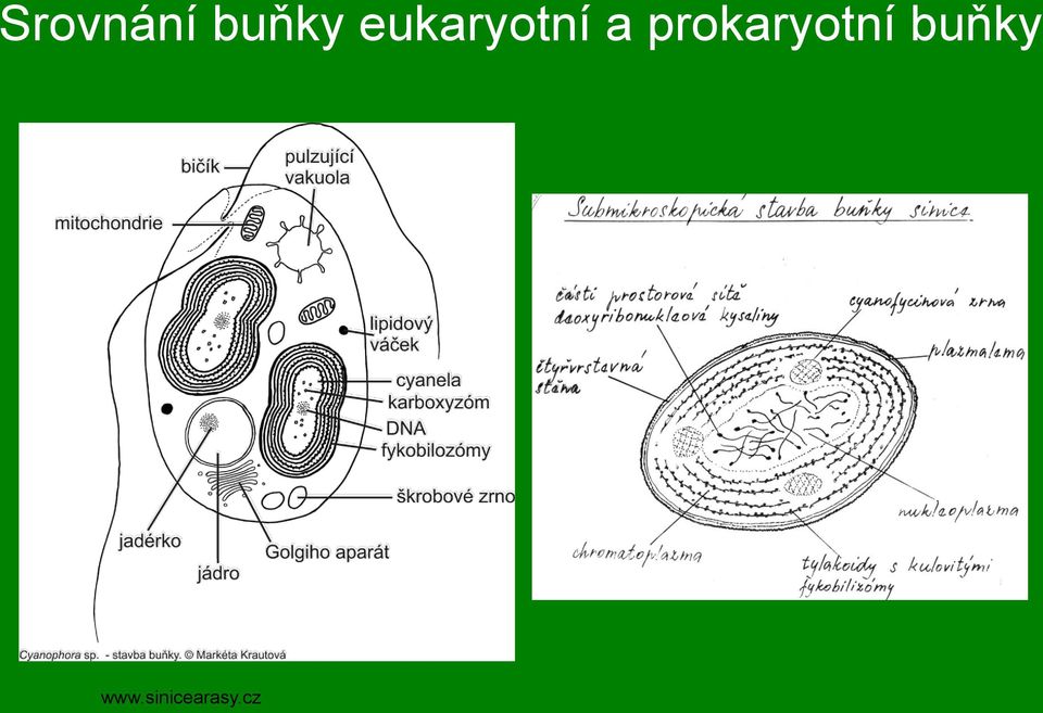 prokaryotní