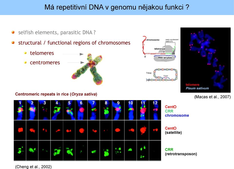 Pisum sativum Centromeric repeats in rice (Oryza sativa) (Macas et al.