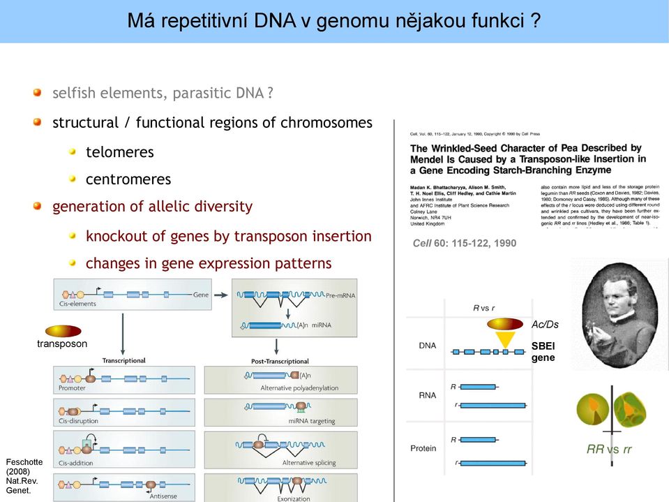 allelic diversity knockout of genes by transposon insertion Cell 60: 115-122, 1990
