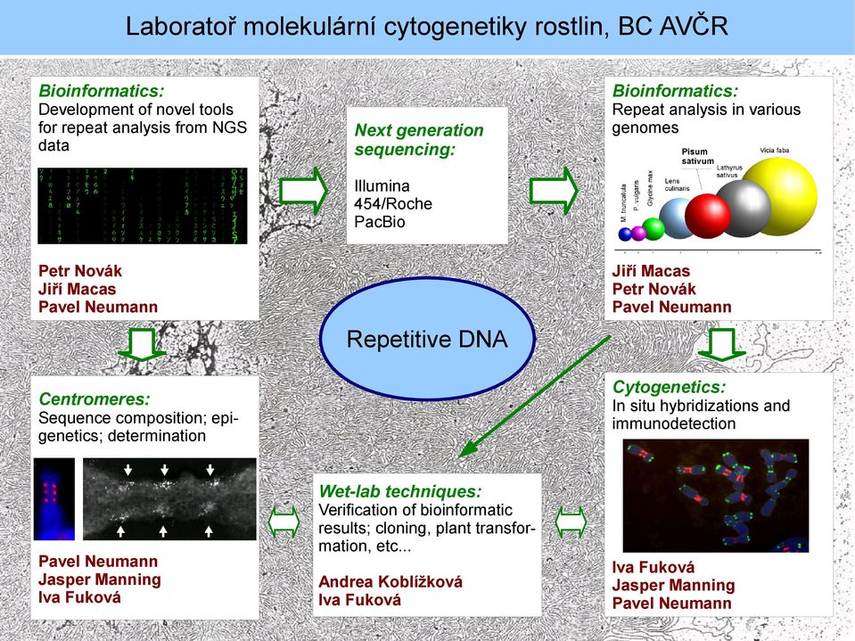 Cytogenetics: Centromeres: In situ hybridizations and immunodetection Sequence composition; epigenetics; determination Wet-lab techniques: Jasper