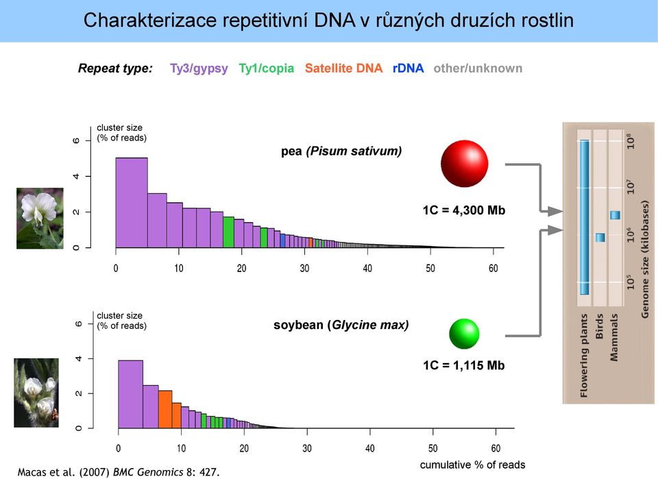 reads) pea (Pisum sativum) 1C = 4,300 Mb cluster size (% of reads) soybean