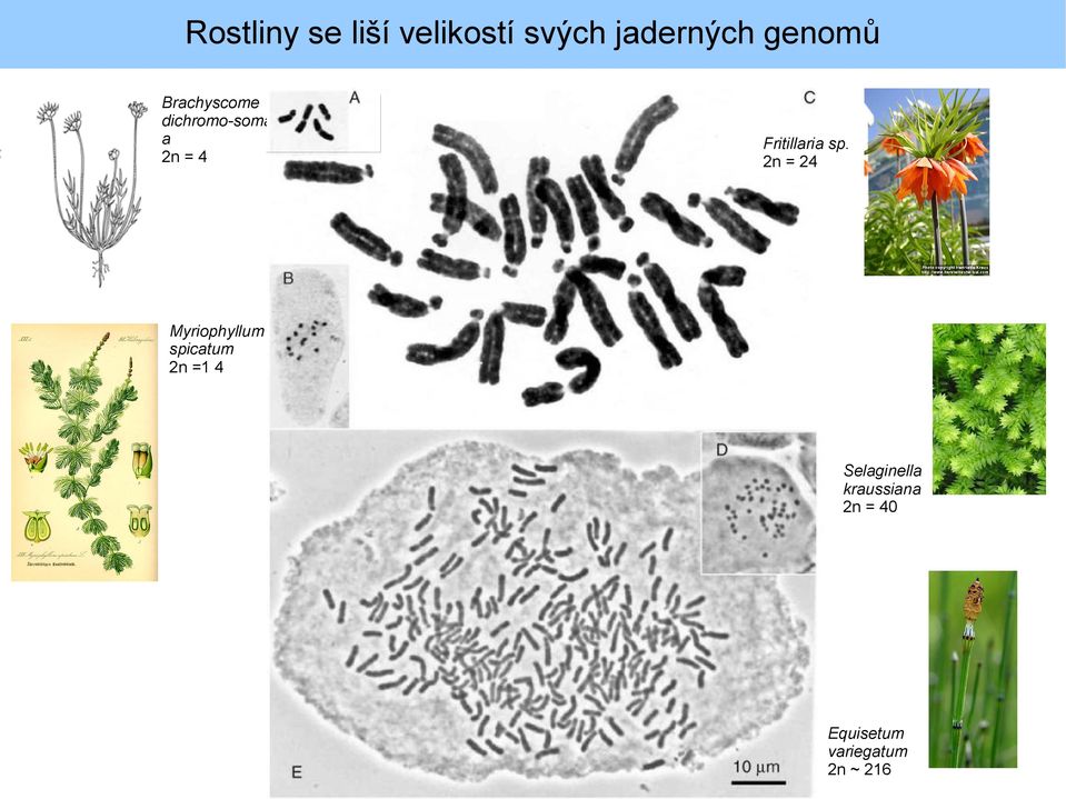 sp. 2n = 24 Myriophyllum spicatum 2n =1 4