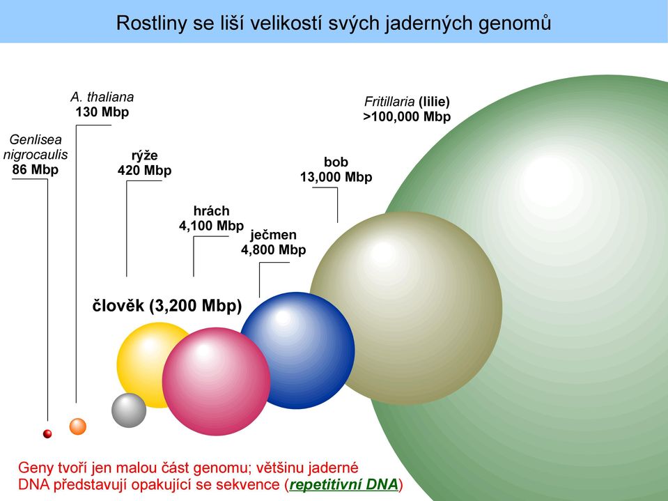 rýže 420 Mbp bob 13,000 Mbp hrách 4,100 Mbp ječmen 4,800 Mbp člověk (3,200