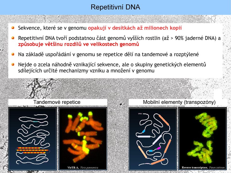 uspořádání v genomu se repetice dělí na tandemové a rozptýlené Nejde o zcela náhodně vznikající sekvence, ale o