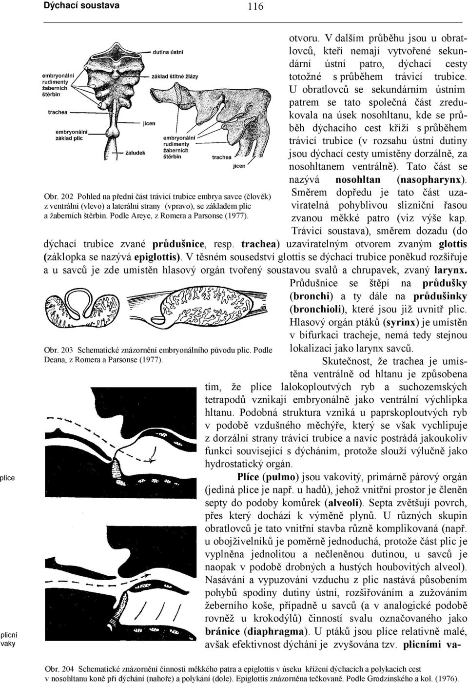 U obratlovců se sekundárním ústním patrem se tato společná část zredukovala na úsek nosohltanu, kde se průběh dýchacího cest kříží s průběhem trávicí trubice (v rozsahu ústní dutiny jsou dýchací