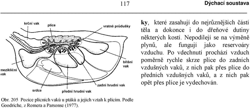 Po vdechnutí prochází vzduch poměrně rychle skrze plíce do zadních vzdušných vaků, z nich pak přes plíce do