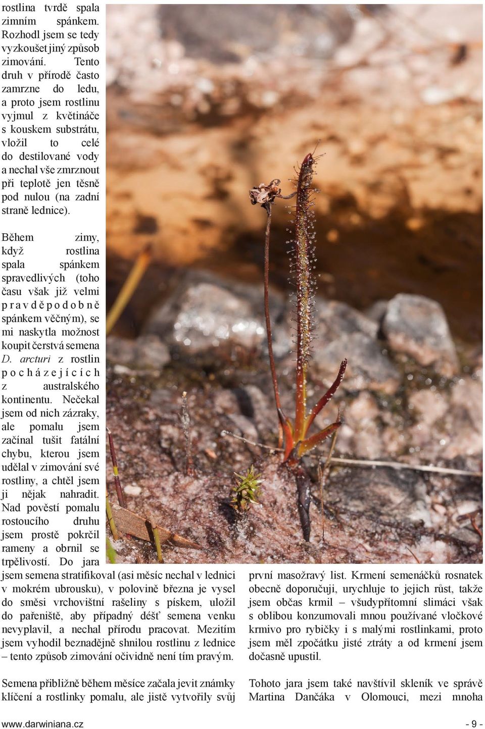 zadní straně lednice). Během zimy, když rostlina spala spánkem spravedlivých (toho času však již velmi p r a v d ě p o d o b n ě spánkem věčným), se mi naskytla možnost koupit čerstvá semena D.