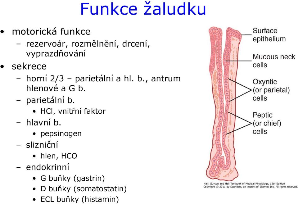 , antrum hlenové a G b. parietální b. HCl, vnitřní faktor hlavní b.