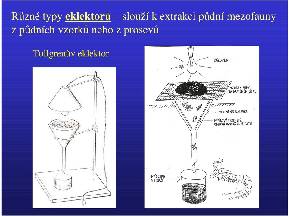 mezofauny z půdních vzorků