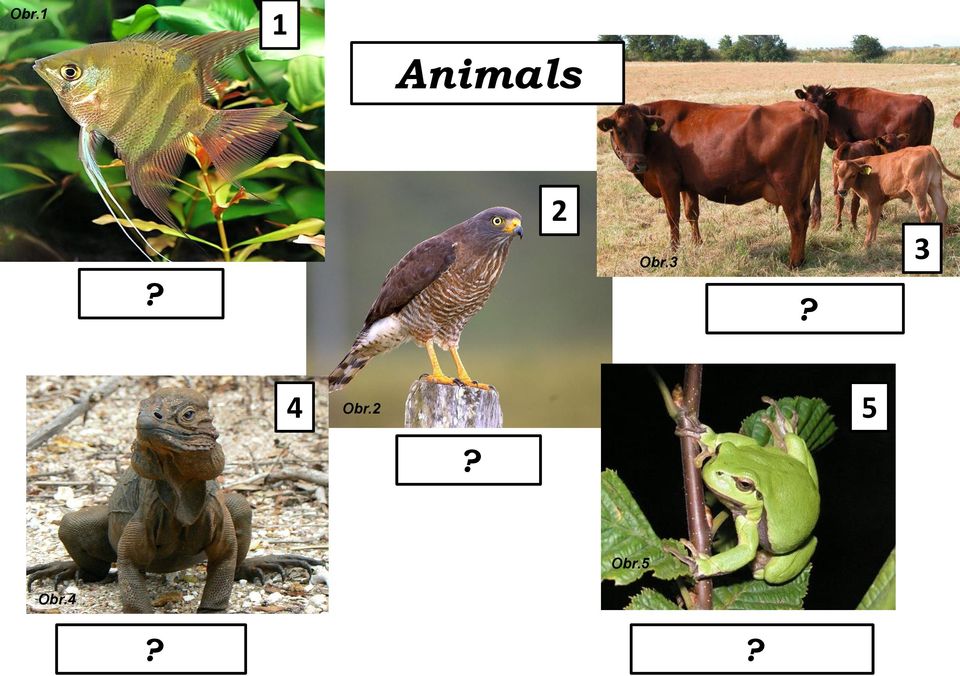 3 4 Obr.2 5 birds? Obr.5 Obr.