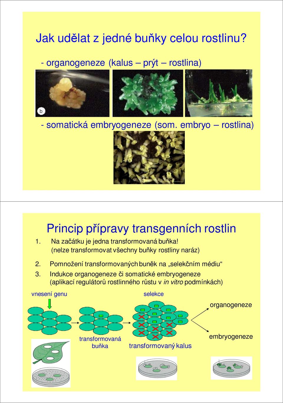 (nelze transformovat všechny buňky rostliny naráz) 2. Pomnožení transformovaných buněk na selekčním médiu 3.