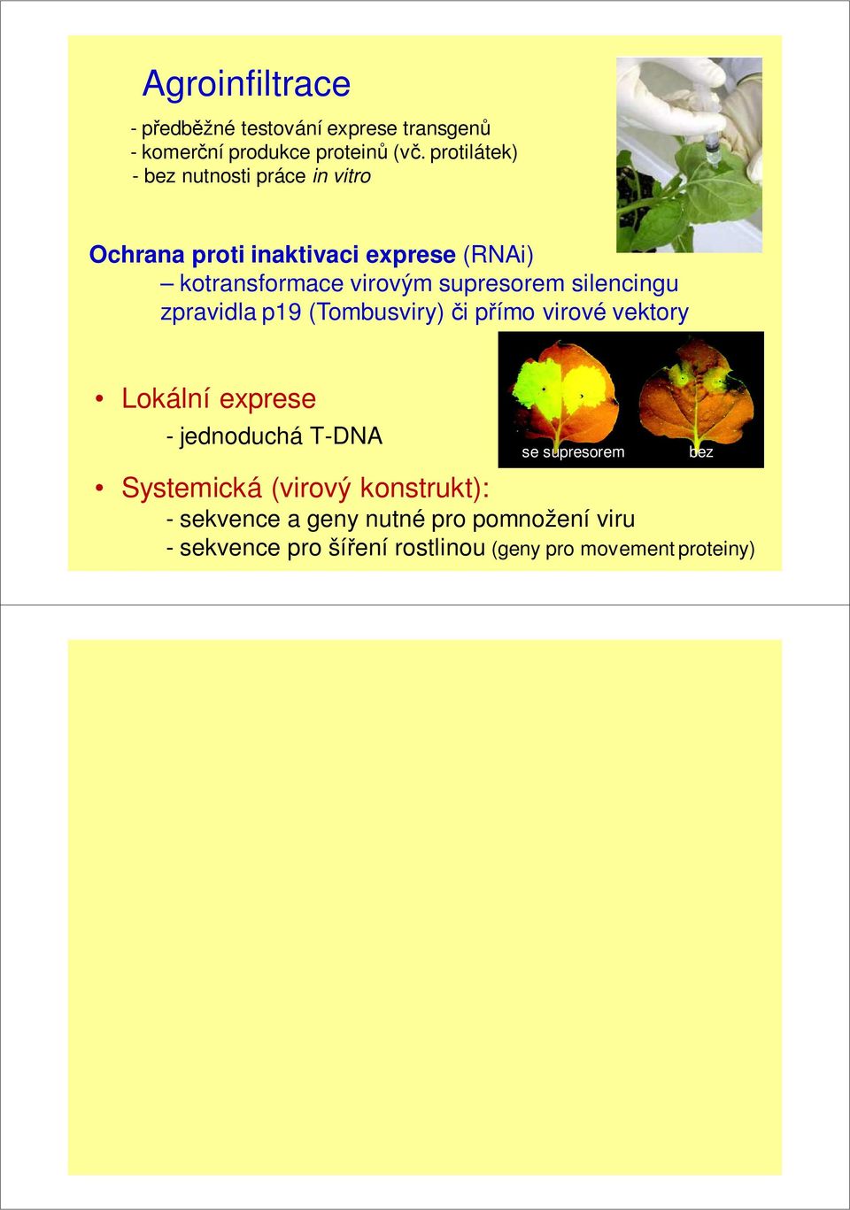 supresorem silencingu zpravidla p19 (Tombusviry) či přímo virové vektory Lokální exprese - jednoduchá T-DNA se