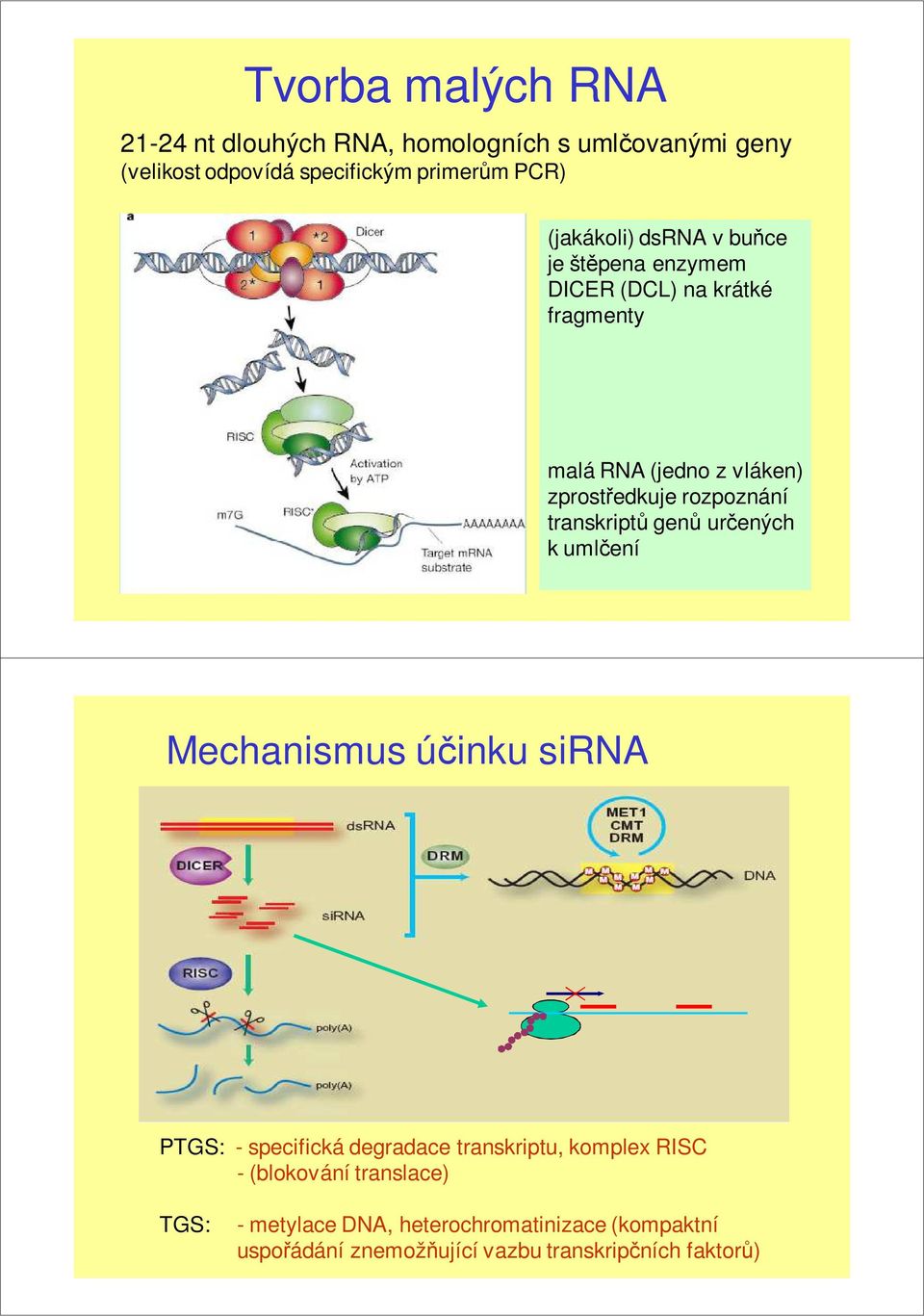 rozpoznání transkriptů genů určených k umlčení Mechanismus účinku sirna PTGS: - specifická degradace transkriptu, komplex