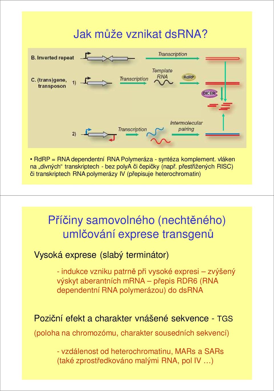 (slabý terminátor) - indukce vzniku patrně při vysoké expresi zvýšený výskyt aberantních mrna přepis RDR6 (RNA dependentní RNA polymerázou) do dsrna Poziční