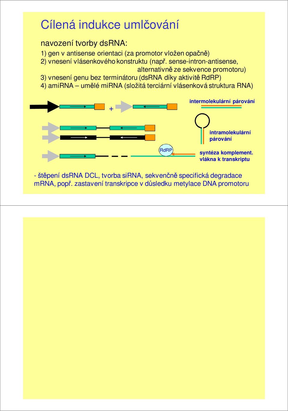 sense-intron-antisense, alternativně ze sekvence promotoru) 3) vnesení genu bez terminátoru (dsrna díky aktivitě RdRP) 4) amirna umělé mirna