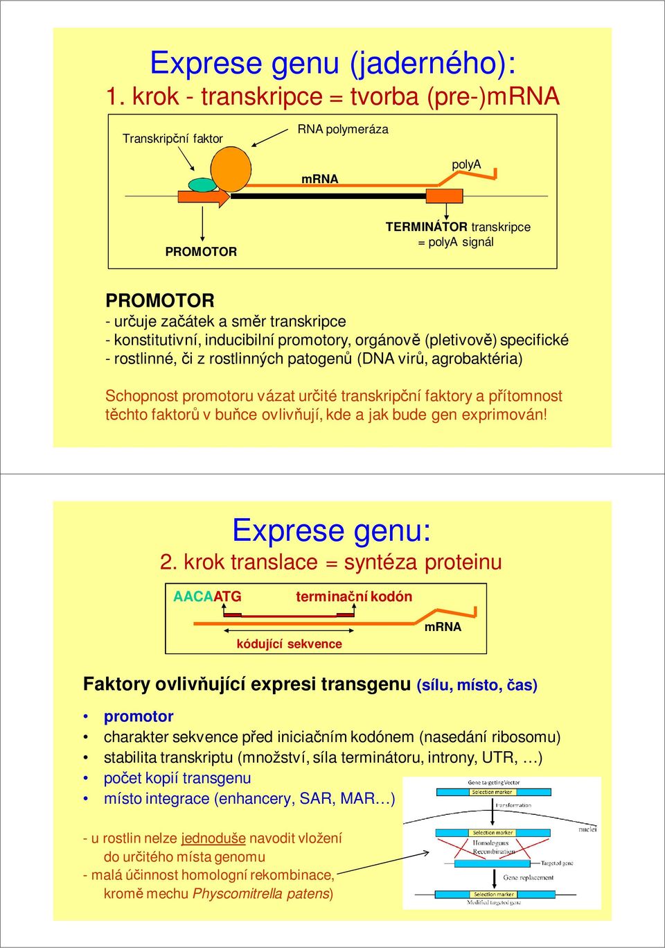 inducibilní promotory, orgánově (pletivově) specifické - rostlinné, či z rostlinných patogenů (DNA virů, agrobaktéria) Schopnost promotoru vázat určité transkripční faktory a přítomnost těchto