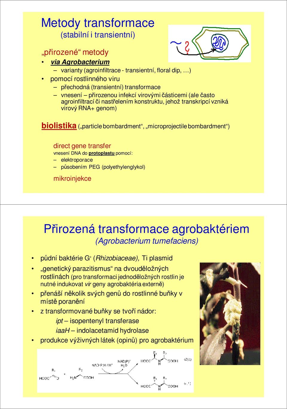 bombardment ) direct gene transfer vnesení DNA do protoplastu pomocí: elektroporace působením PEG (polyethylenglykol) mikroinjekce Přirozená transformace agrobaktériem (Agrobacterium tumefaciens)