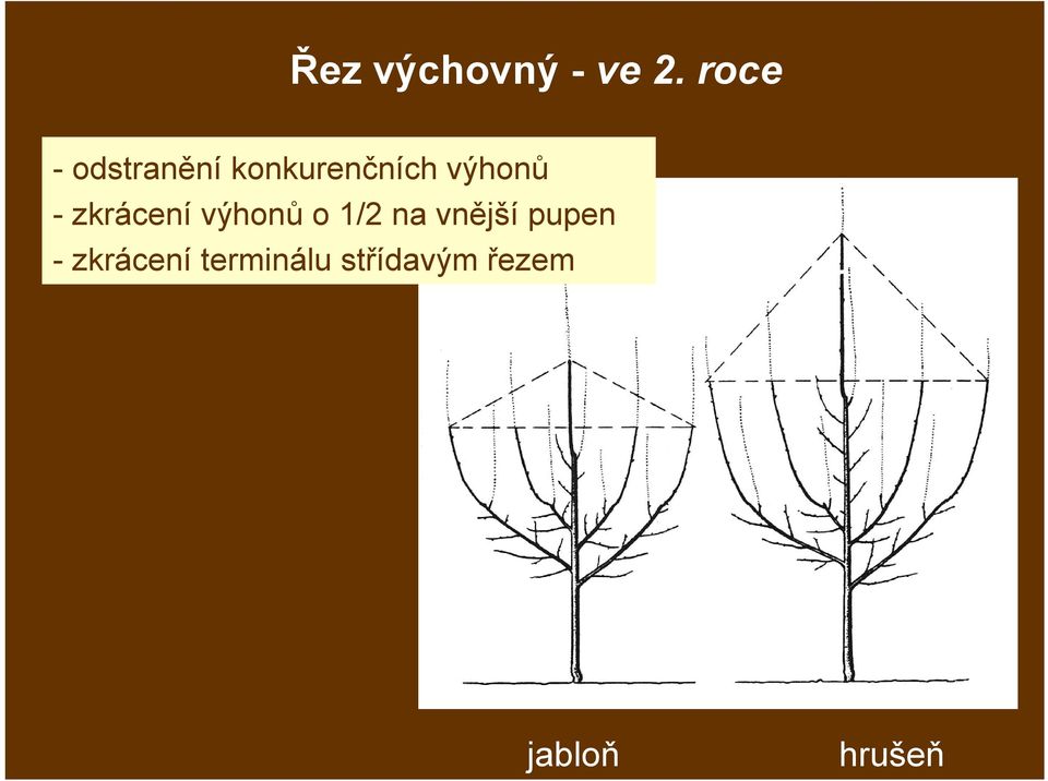 výhonů - zkrácení výhonů o 1/2 na