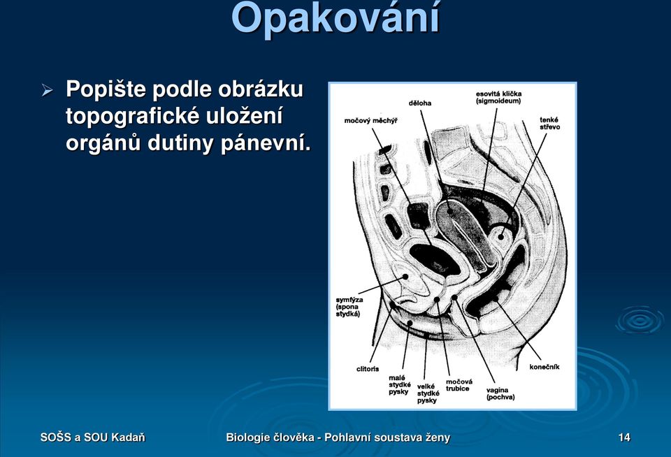 pánevní.