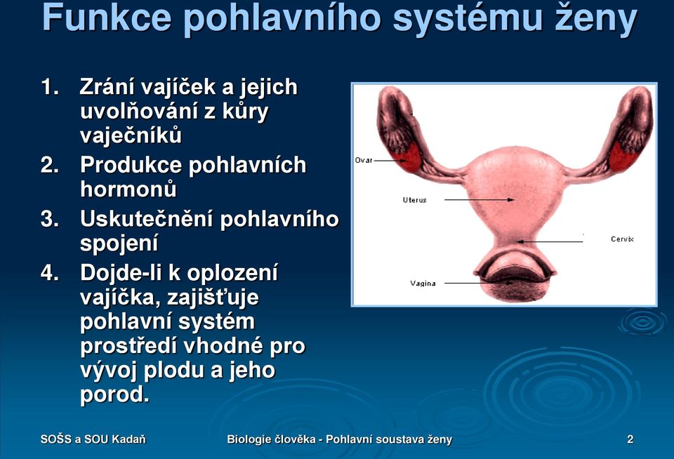 Produkce pohlavních hormonů 3. Uskutečnění pohlavního spojení 4.