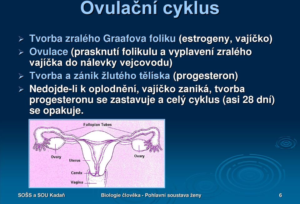 (progesteron) Nedojde-li k oplodnění, vajíčko zaniká, tvorba progesteronu se zastavuje a