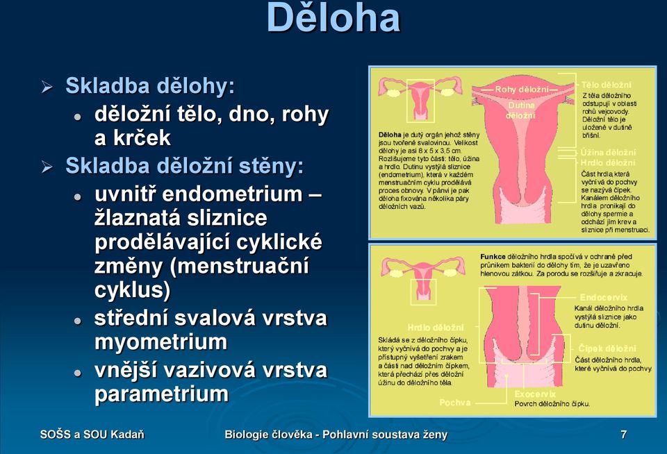 (menstruační cyklus) střední svalová vrstva myometrium vnější vazivová