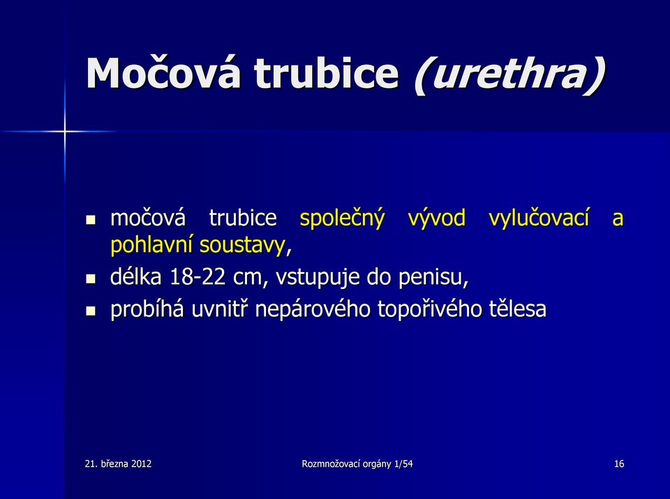 cm, vstupuje do penisu, probíhá uvnitř nepárového