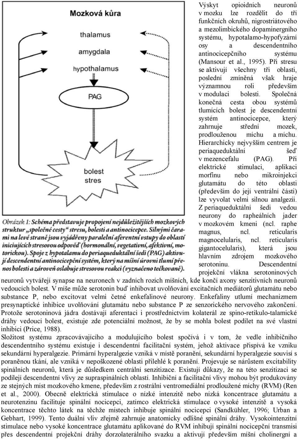 Společná konečná cesta obou systémů tlumících bolest je descendentní systém antinocicepce, který zahrnuje střední mozek, prodlouženou míchu a míchu.