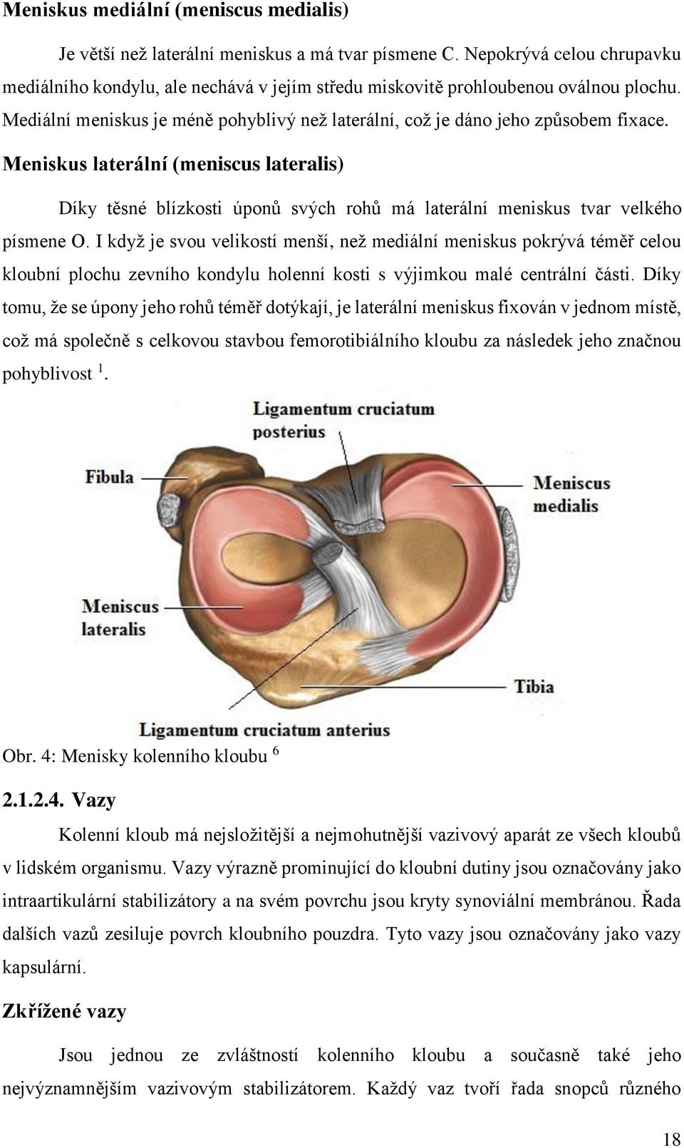 Meniskus laterální (meniscus lateralis) Díky těsné blízkosti úponů svých rohů má laterální meniskus tvar velkého písmene O.