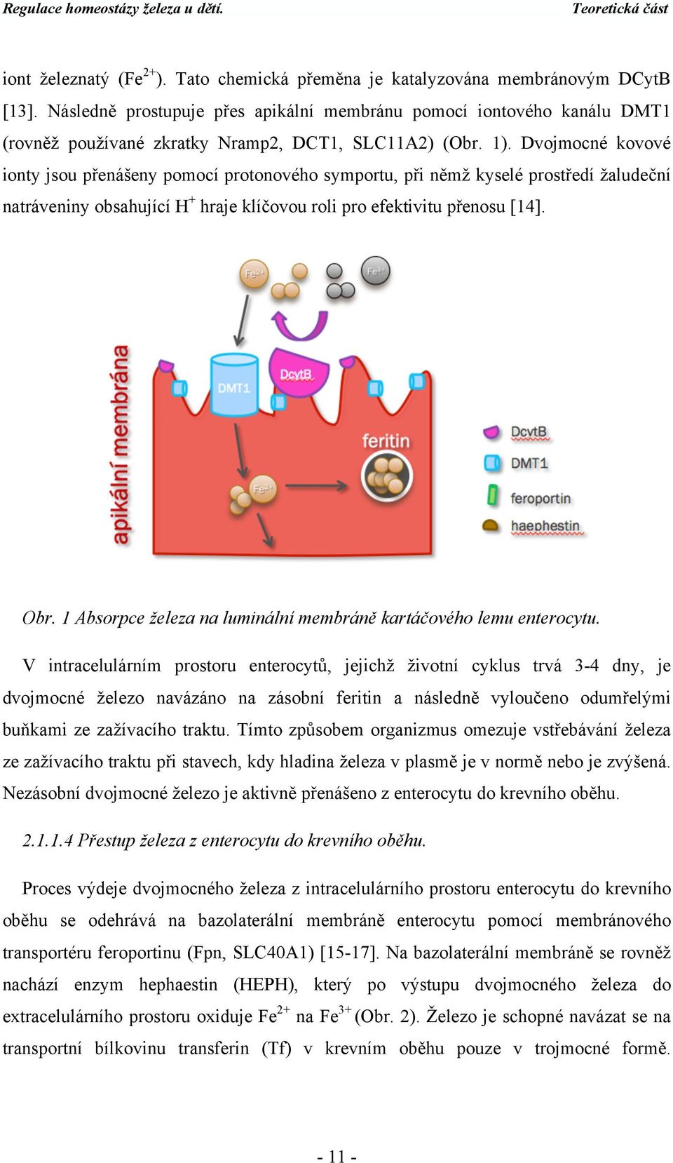 Dvojmocné kovové ionty jsou přenášeny pomocí protonového symportu, při němž kyselé prostředí žaludeční natráveniny obsahující H + hraje klíčovou roli pro efektivitu přenosu [14]. Obr.