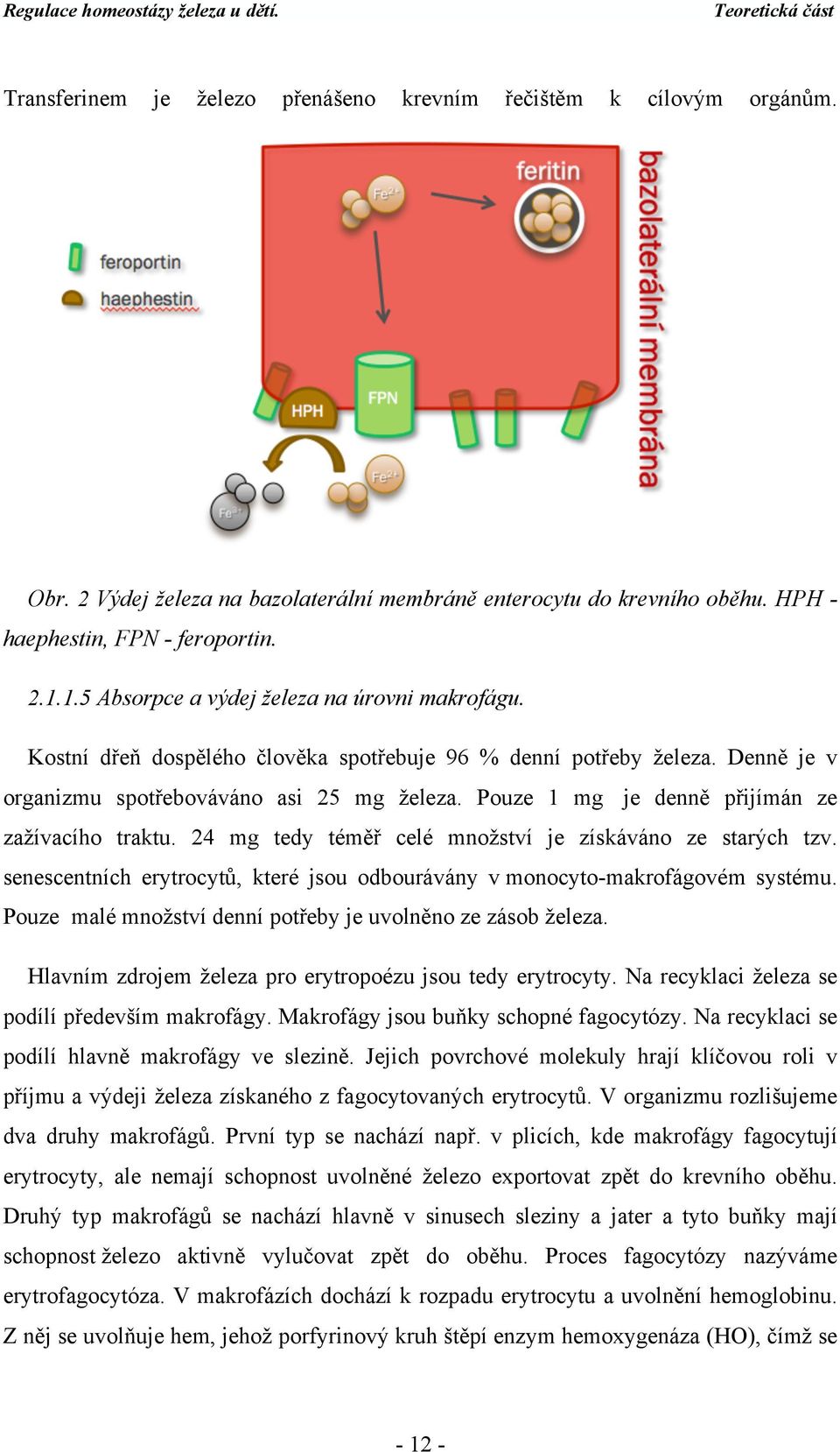 Pouze 1 mg je denně přijímán ze zažívacího traktu. 24 mg tedy téměř celé množství je získáváno ze starých tzv. senescentních erytrocytů, které jsou odbourávány v monocyto-makrofágovém systému.